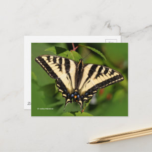 Mooie Westerne tijger Swallowtail Butterfly Briefkaart