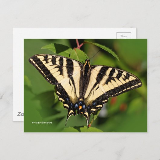 Mooie Westerne tijger Swallowtail Butterfly Briefkaart (Voorkant / Achterkant)