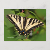 Mooie Westerne tijger Swallowtail Butterfly Briefkaart (Voorkant)