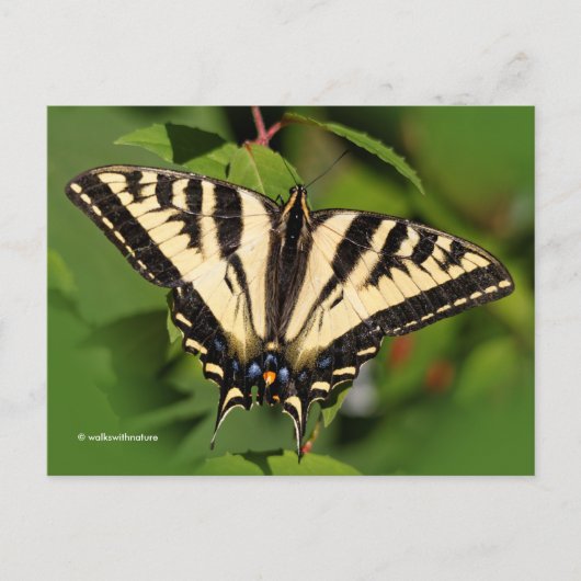 Mooie Westerne tijger Swallowtail Butterfly Briefkaart (Voorkant)