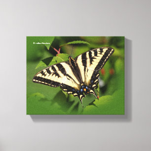Mooie Westerne tijger Swallowtail Butterfly Canvas Afdruk