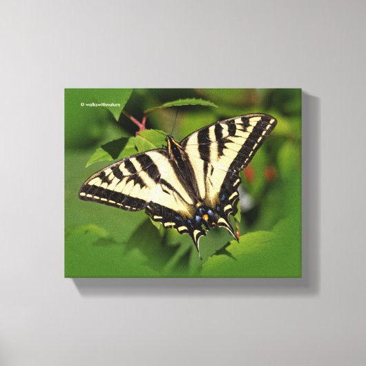 Mooie Westerne tijger Swallowtail Butterfly Canvas Afdruk (Voorkant)