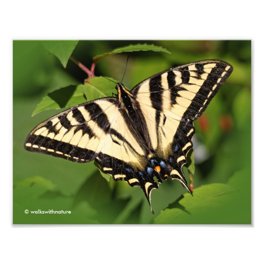 Mooie Westerne tijger Swallowtail Butterfly Foto Afdruk (Voorkant)