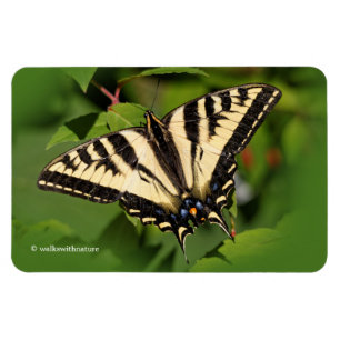 Mooie Westerne tijger Swallowtail Butterfly Magneet