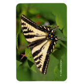 Mooie Westerne tijger Swallowtail Butterfly Magneet (Verticaal)