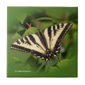 Mooie Westerne tijger Swallowtail Butterfly Tegeltje (Voorkant)