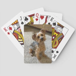 Mooie Westie / Yorkie-hond om je hart te doen smel Pokerkaarten