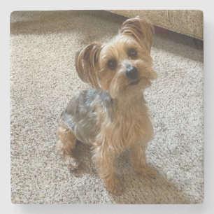 Mooie Westie / Yorkie-hond om je hart te doen smel Stenen Onderzetter