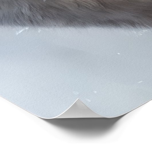 Mooie White Wolf Art Poster (Hoek)