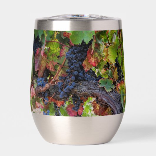 Mooie Wijndruiven en Wijnstok (Voorkant)