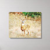 Mooie Wild Deer Buck Canvas Afdruk (Voorkant)