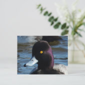 Mooie Wild Duck - Lesser Scaup Drake Briefkaart (Staand voorkant)