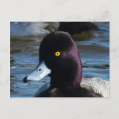 Mooie Wild Duck - Lesser Scaup Drake Briefkaart (Voorkant)