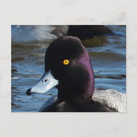 Mooie Wild Duck - Lesser Scaup Drake Briefkaart (Voorkant)