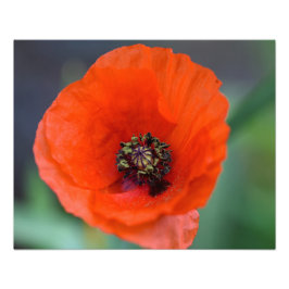 Mooie Wild Red Poppy Foto Afdruk