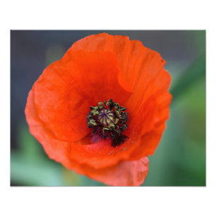 Mooie Wild Red Poppy Foto Afdruk