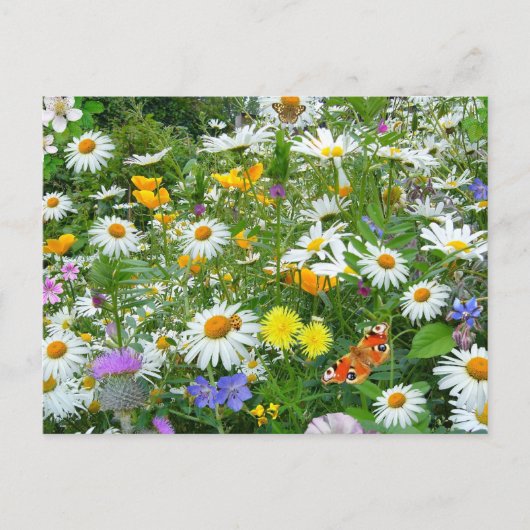 Mooie wilde bloem en vlindermeadow briefkaart (Voorkant)