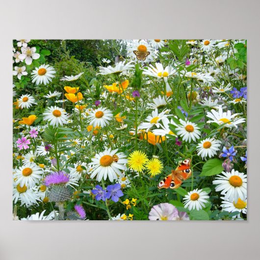 Mooie wilde bloem en vlindermeadow poster (Voorkant)