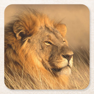 Mooie Wilde Dieren Onderzetter Set