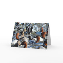 Mooie Wilde Eenden - Canvasbacks en Scaup