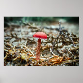 Mooie wilde paddenstoel in een herfstveld poster (Voorkant)
