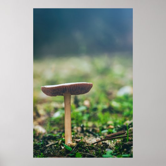 Mooie wilde paddenstoel in een herfstveld poster (Voorkant)