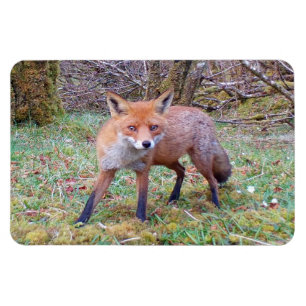 Mooie Wilde Rode Vos Bos Flexi Foto Magneet