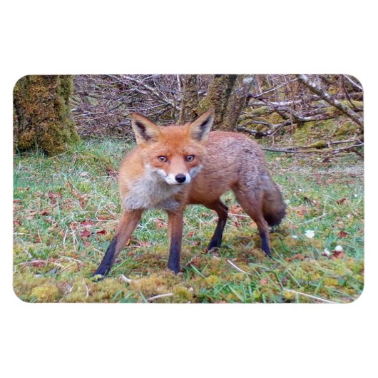 Mooie Wilde Rode Vos Bos Flexi Foto Magneet (Horizontaal)