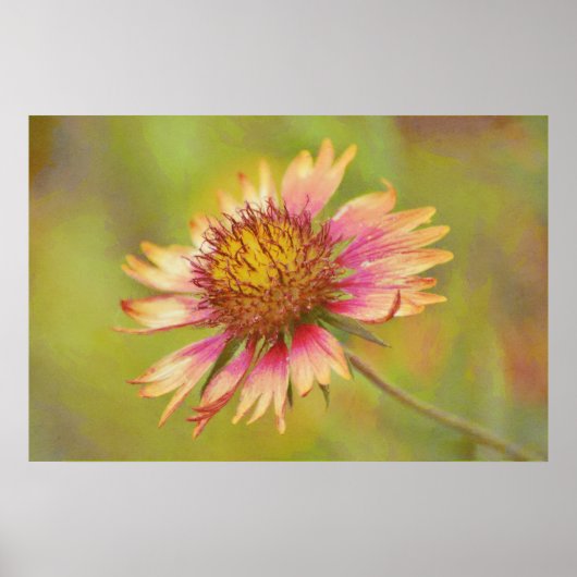 Mooie Wildflower Firewheel Art Poster (Voorkant)