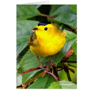 Mooie Wilson's Warbler in de Cherry Tree