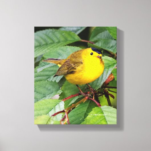 Mooie Wilson's Warbler in de Cherry Tree Canvas Afdruk (Voorkant)