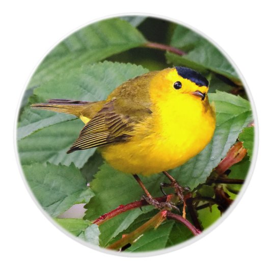Mooie Wilson's Warbler in de Cherry Tree Keramische Knop (Voorkant)