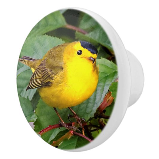 Mooie Wilson's Warbler in de Cherry Tree Keramische Knop (Rechts)