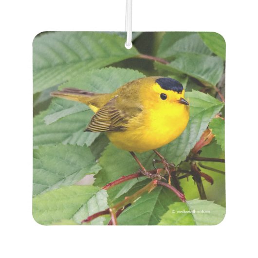 Mooie Wilson's Warbler in de Cherry Tree Luchtverfrisser (Voorkant)