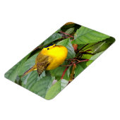 Mooie Wilson's Warbler in de Cherry Tree Magneet (Linkerzijde)