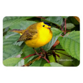 Mooie Wilson's Warbler in de Cherry Tree Magneet (Horizontaal)