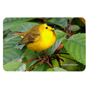 Mooie Wilson's Warbler in de Cherry Tree Magneet