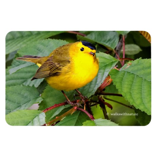 Mooie Wilson's Warbler in de Cherry Tree Magneet (Horizontaal)