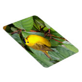 Mooie Wilson's Warbler in de Cherry Tree Magneet (Rechterzijde)