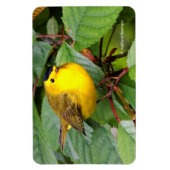 Mooie Wilson's Warbler in de Cherry Tree Magneet (Verticaal)