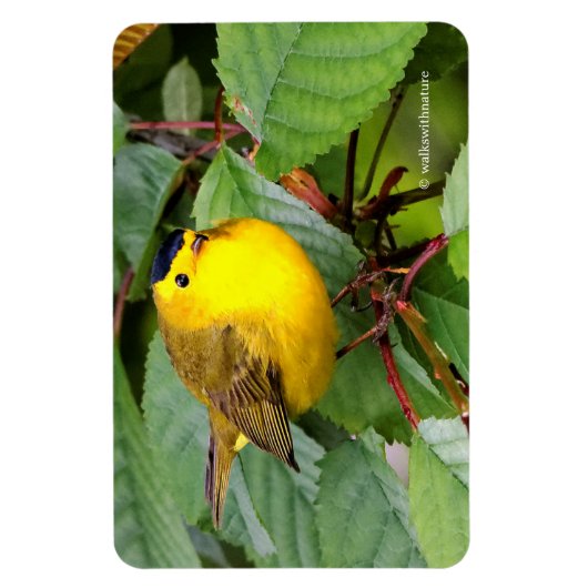 Mooie Wilson's Warbler in de Cherry Tree Magneet (Verticaal)