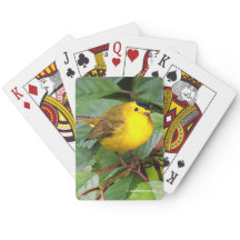 Mooie Wilson's Warbler in de Cherry Tree