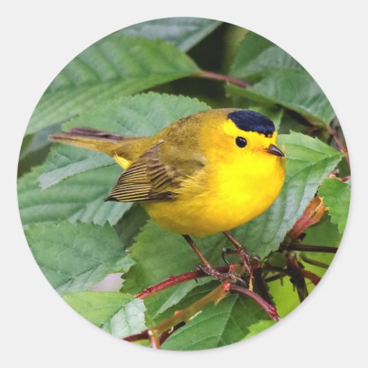 Mooie Wilson's Warbler in de Cherry Tree Ronde Sticker (Voorkant)
