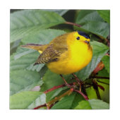 Mooie Wilson's Warbler in de Cherry Tree Tegeltje (Voorkant)