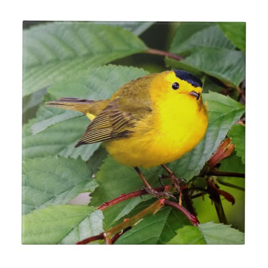 Mooie Wilson's Warbler in de Cherry Tree Tegeltje (Voorkant)