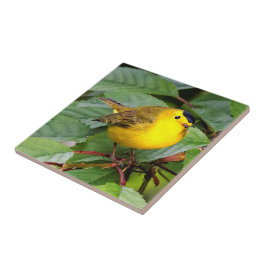 Mooie Wilson's Warbler in de Cherry Tree Tegeltje