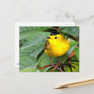 Mooie Wilson's Warbler Songbird in Cherry Tree Briefkaart
