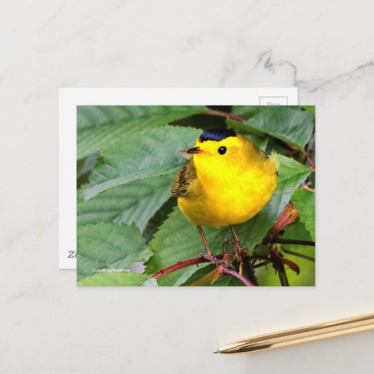 Mooie Wilson's Warbler Songbird in Cherry Tree Briefkaart (Voorkant / Achterkant in situ)