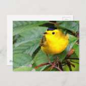 Mooie Wilson's Warbler Songbird in Cherry Tree Briefkaart (Voorkant / Achterkant)