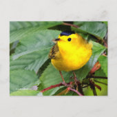 Mooie Wilson's Warbler Songbird in Cherry Tree Briefkaart (Voorkant)